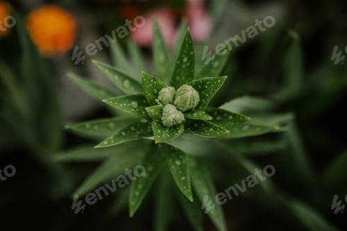 Preview: Beautiful plant