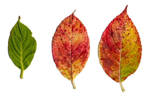 Preview: Hydrangea leaves isolated