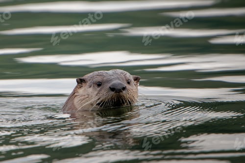 Preview: White-chinned otter swimming in the lake