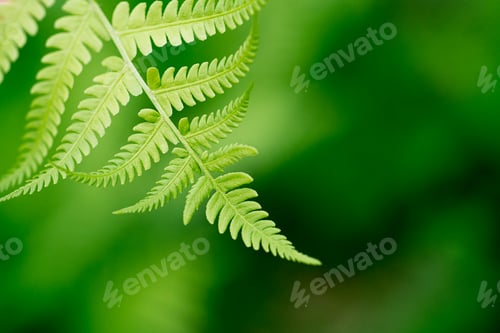 Preview: Fern on soft green blur, copy space background