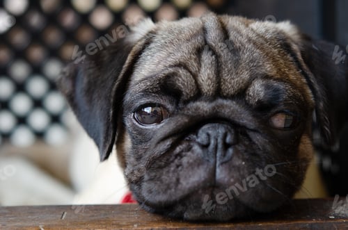Preview: An adorable cute pug puppy
