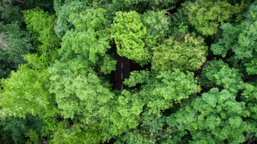Preview: Road through the summer green forest, Aerial view