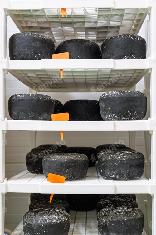 Preview: Aging Black Cheese Heads on Shelves in Storage Room Culinary Delights Awaiting Consumption