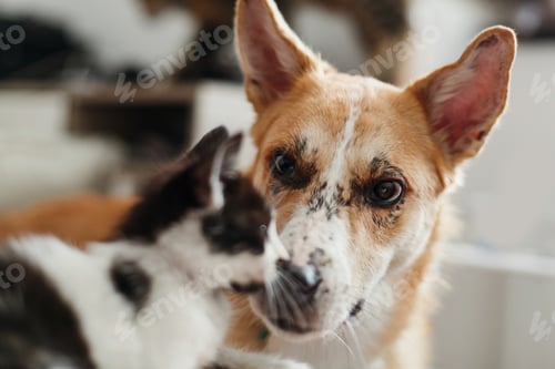 Preview: cute kitty meeting with big golden dog