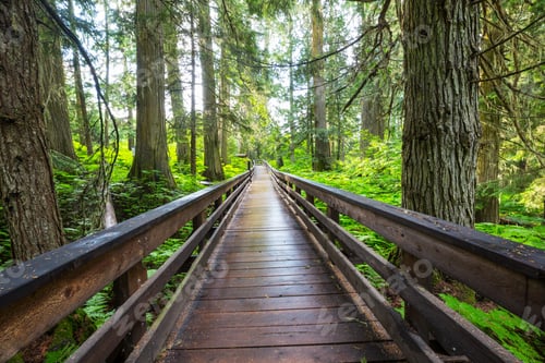 Preview: Boardwalk in the forest