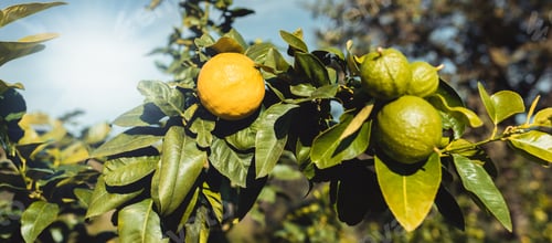 Preview: Bergamot Orange Tree in Calabria