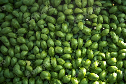 Preview: Fresh green sweet basil leaves texture background.