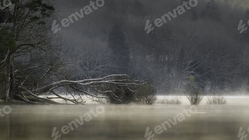 Preview: Beautiful view of the misty and creepy park with a lake surrounded by trees