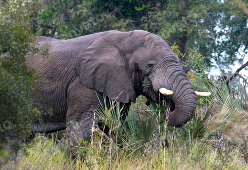 Preview: An African Bull Elephant (Loxodonta africana) in the Okavango Delta in northern Botswana