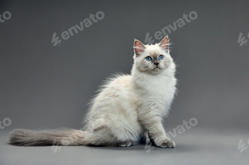 Preview: Portrait of a little white kitty on gray background, nice little kitten with big eyes , copy space
