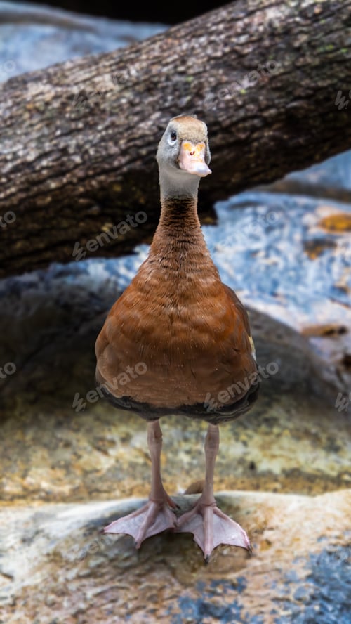 Preview: Duck perched on a rock with a tree in the backdrop