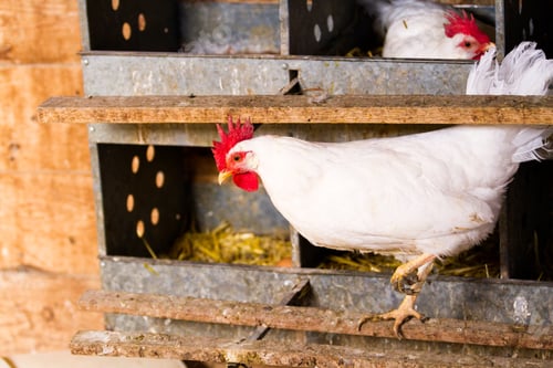 Preview: Free range chickens