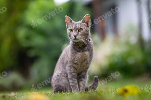 Preview: Cat in the garden.