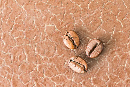 Preview: Top view Roasted coffee beans on white