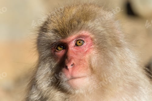 Preview: Snow Monkey