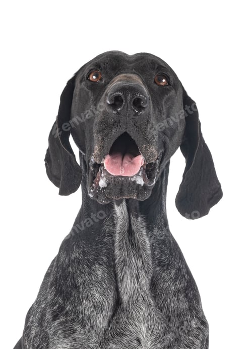 Preview: German Shorthaired Pointer