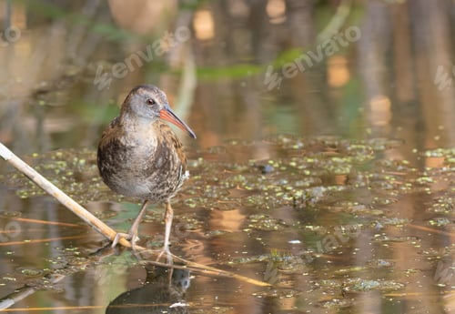 Preview: Water rail, Rallus aquaticus. A young bird stands on a reed stalk by the riverbank