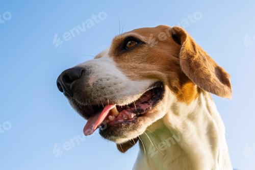 Preview: Beagle dog portrait against sky with tongue out