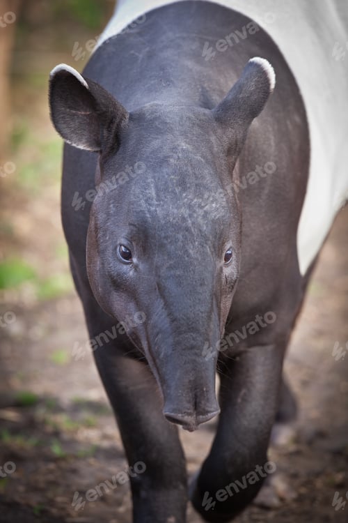 Preview: Malayan Tapir, also called Asian Tapir (Tapirus indicus)