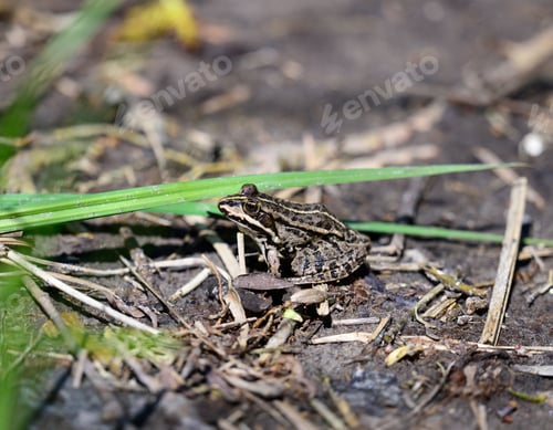 Preview: River frog sitting on the ground on a spring day