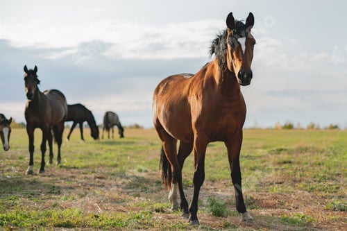 Preview: a happy brown horse standing in the field on summer day