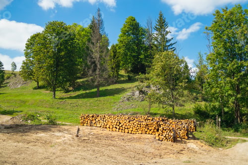 Preview: Freshly cut logs neatly stacked on a forest clearing in the mountains