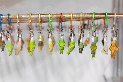 Preview: Metamorphosis of butterflies on branch