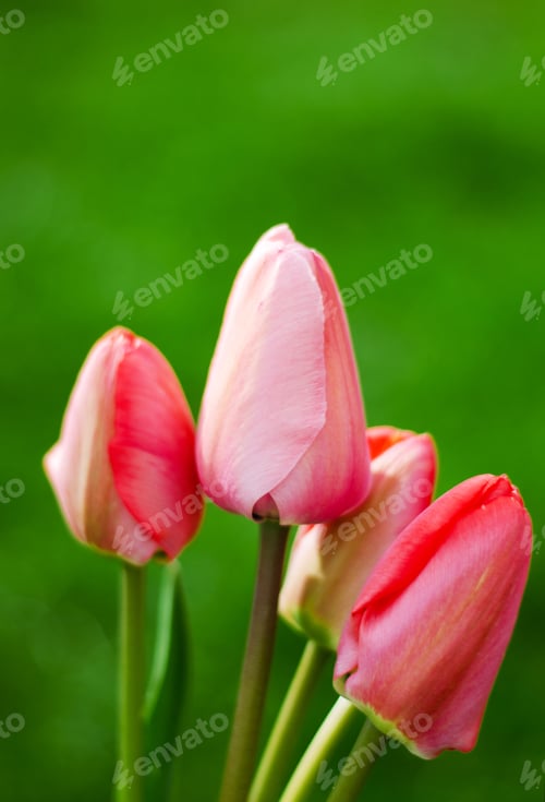 Preview: Light pink tulips