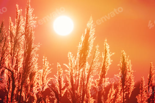 Preview: Grass Illuminated By Sun. Dusk Time. Dry Grass In Sunset Sunlight. Beautiful Plant On Sunrise Sky