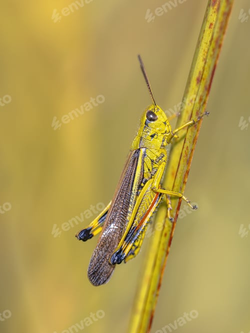 Preview: Large marsh grasshopper perched on grass