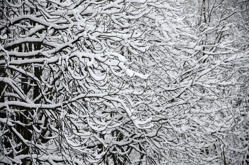Preview: Winter landscape in a snow-covered park after a heavy wet snowfall