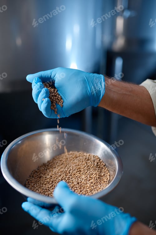 Preview: Close up of male hands wearing rubber gloves pouring wheat crops
