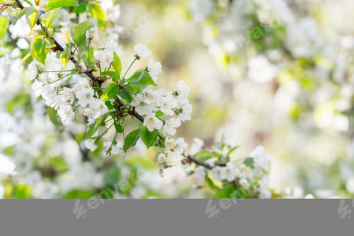 Preview: White cherry flowers on spring time