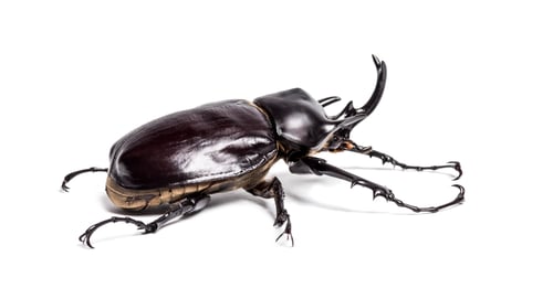 Preview: Actaeon beetle, Megasoma actaeon, a rhinoceros beetle, in front of white background