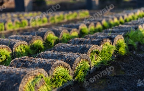 Preview: Neatly arranged rows of rolled sod.