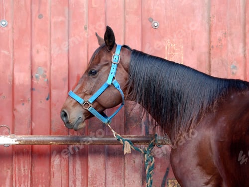 Preview: arabian, horse, mare, stallion, riding