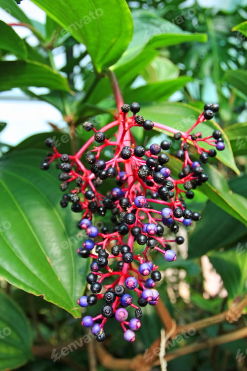 Preview: Medinilla Berries On Plant