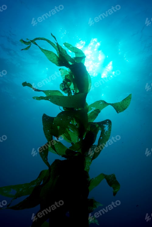 Preview: Giant kelp
