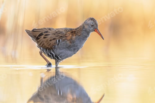 Preview: Water Rail Foraging in Sunset Reflection