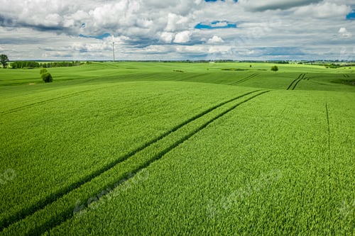 Preview: Green field in spring. Aerial view of agriculture, Poland.