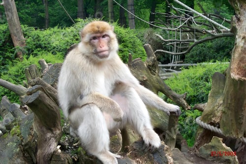 Preview: White monkey lounges amid trees and logs in the forest