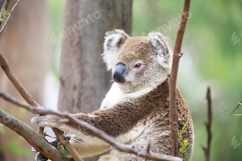 Preview: Koala in a tree