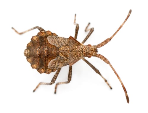 Preview: Dock bug, Coreus marginatus, species of squash bug, in front of white background