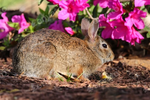 Preview: a rabbit sitting in the ground next to flowers and grass