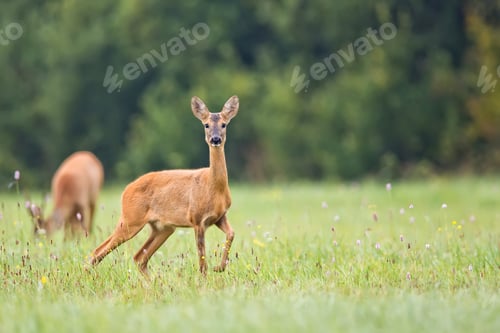 Preview: Alert Deer Grazing in a Grassy Meadow