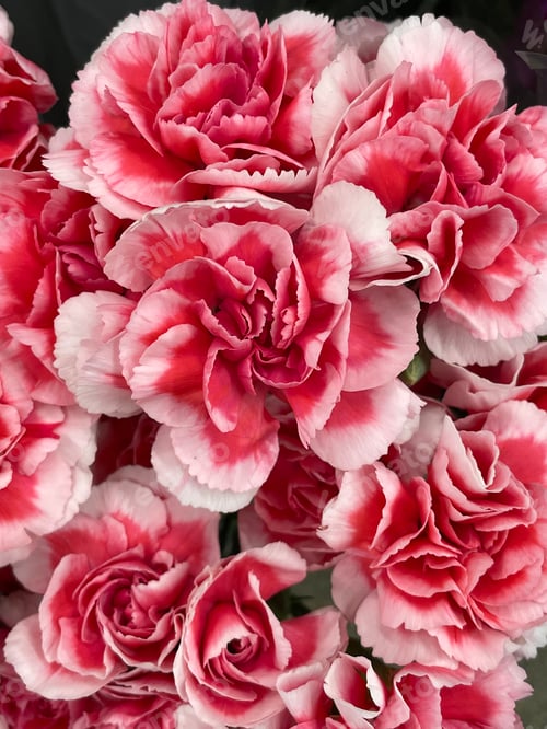 Preview: Flower