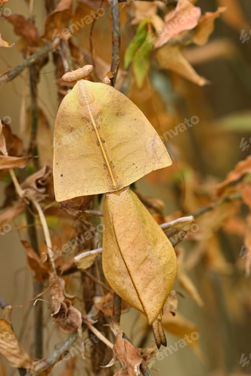 Preview: Dead leaf mantis insect showing its camouflage
