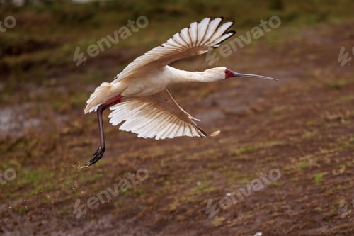 Preview: White bird soaring through the air over a field