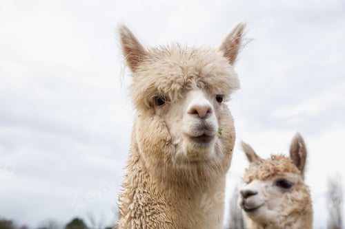 Preview: Alpaca in a farm