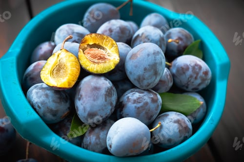 Preview: Ripe blue plums in plastic bowl in garden